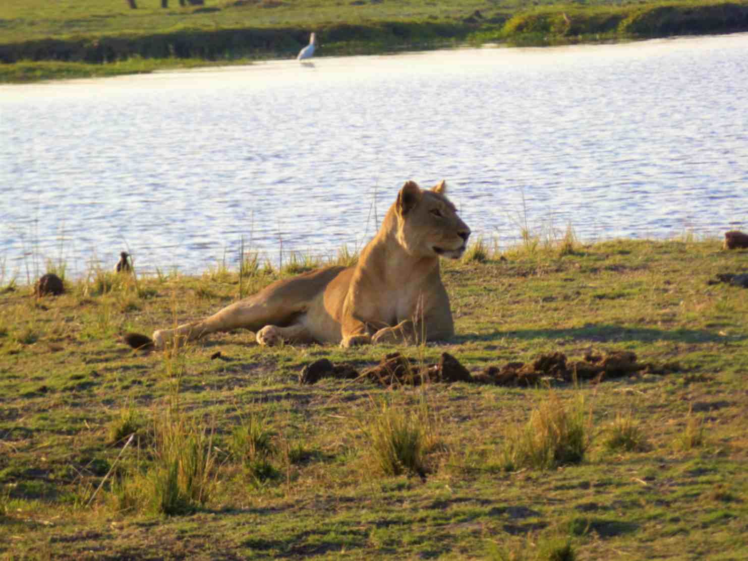 lions spend most of the time along the chobe river  is can be seen once you visit chobe national park