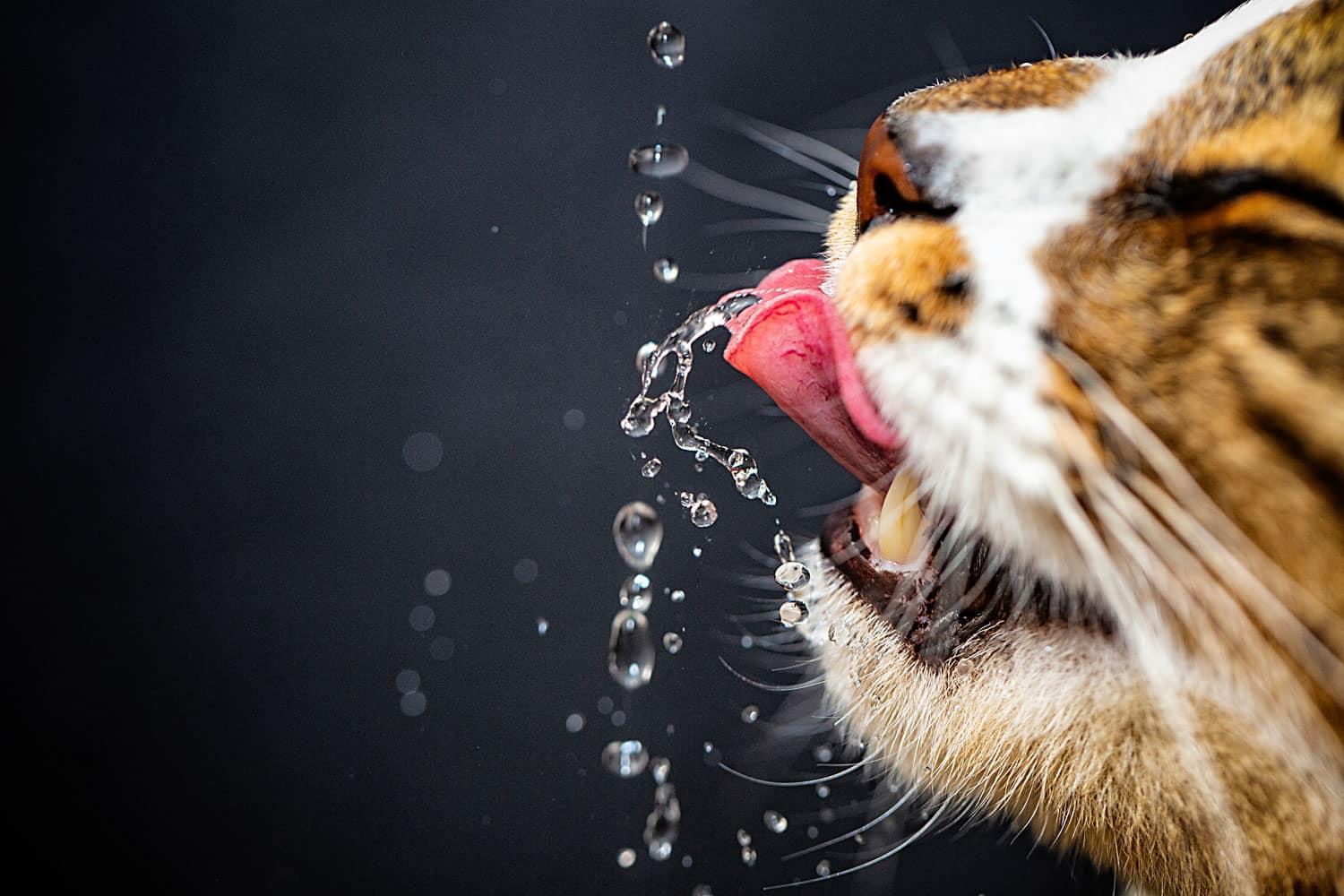 água para gato
