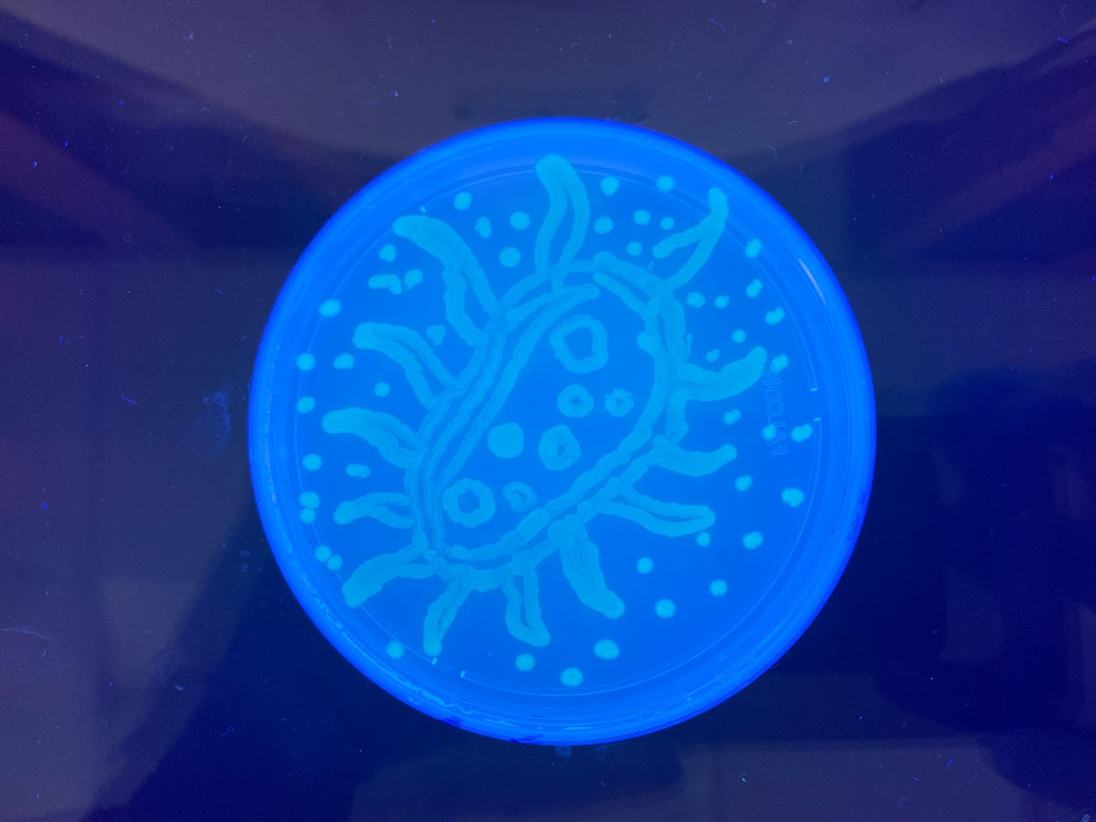 plate with bacteria glowing in the shape of a bacterium