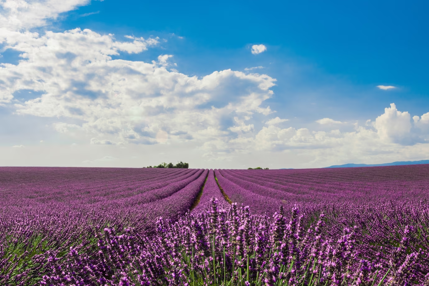 Raccolta e essiccazione della lavanda