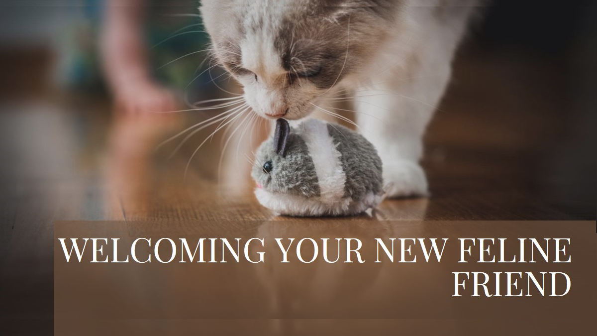 Maine Coon Kitten: A Guide to Welcoming Your New Feline Companion