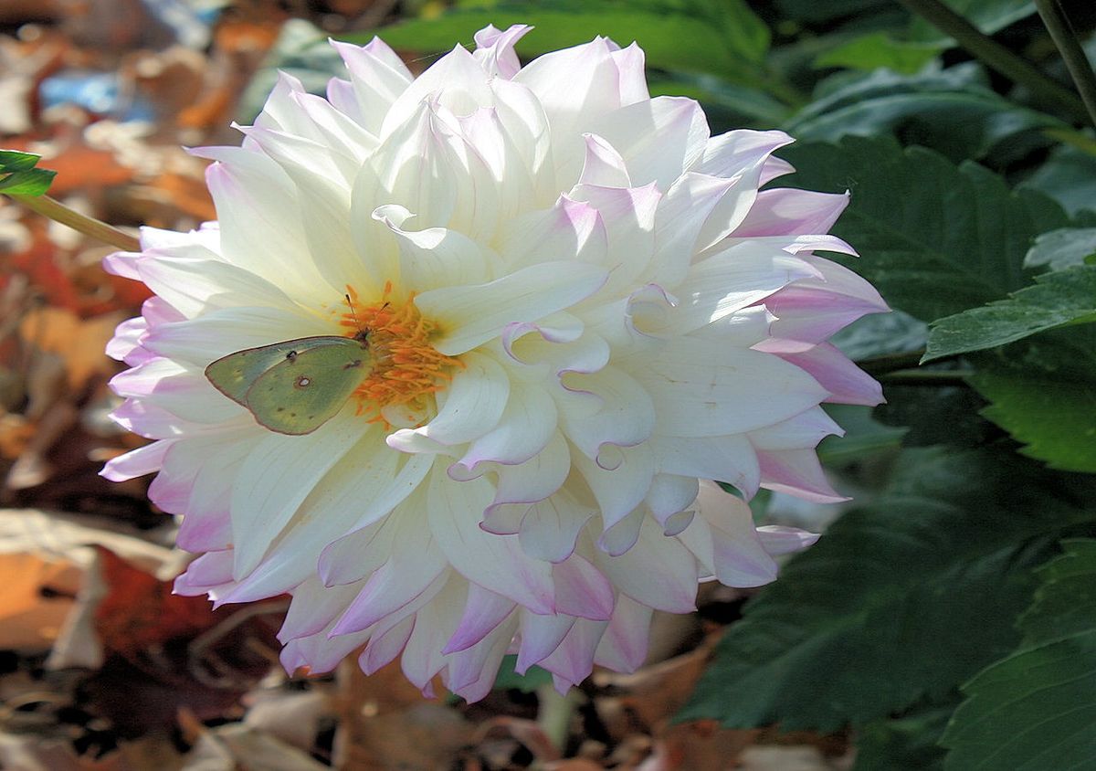 The Spiritual Significance of Pink Butterflies in Dreams