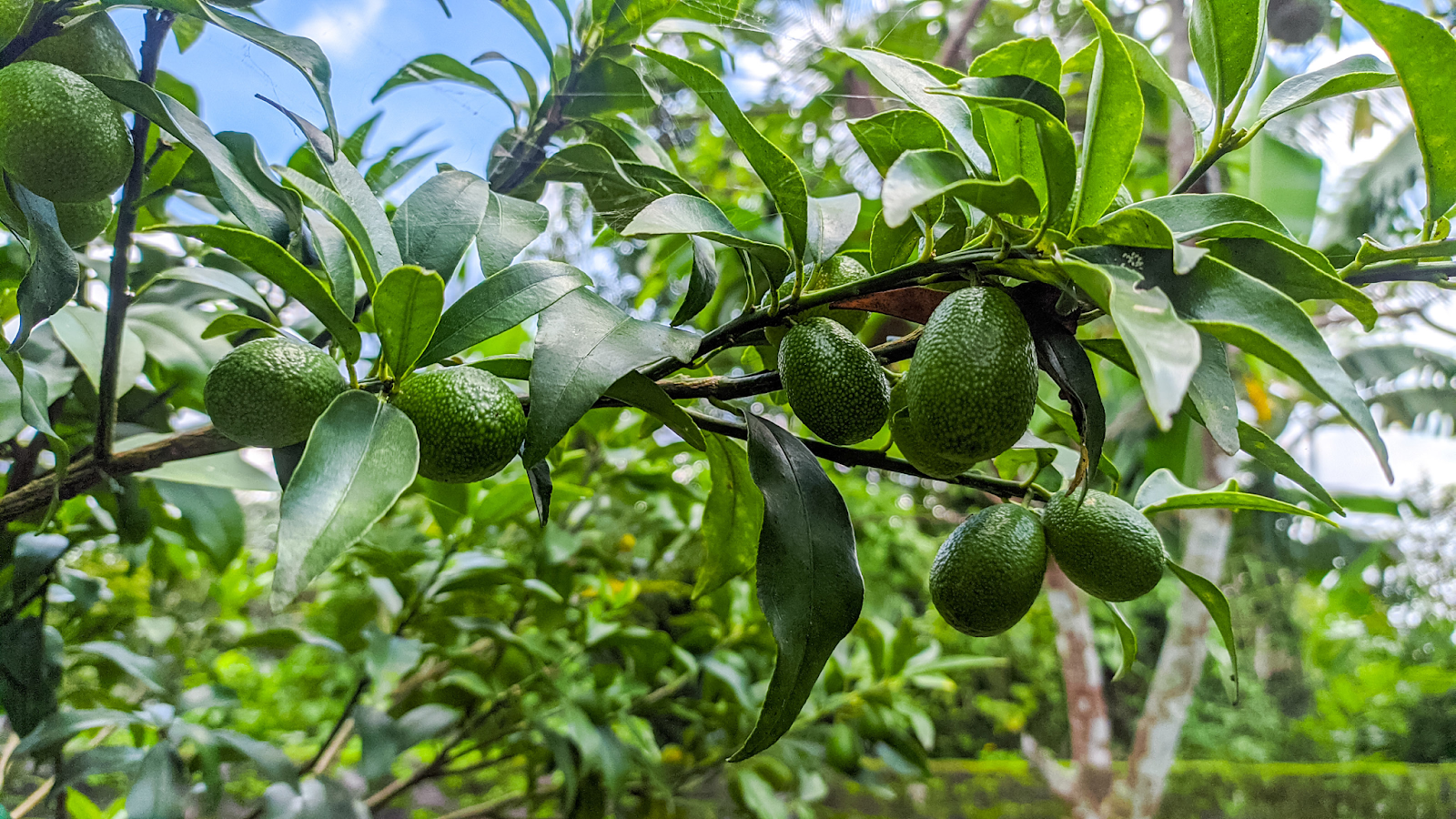 When does an avocado tree bear fruit