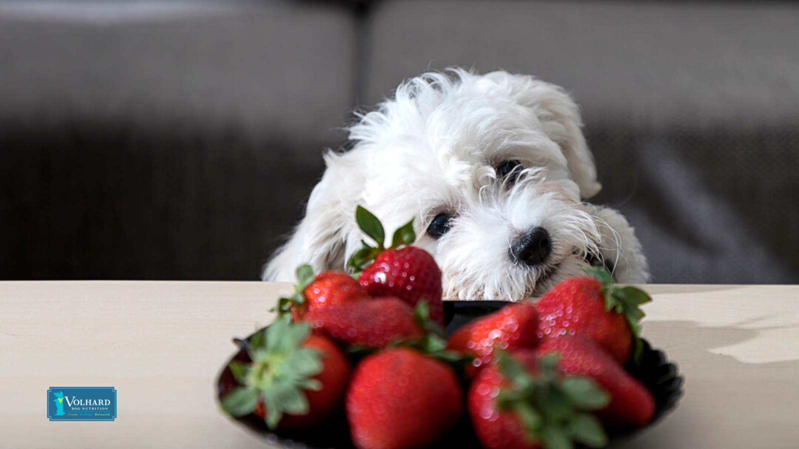 Dog looking at strawberries