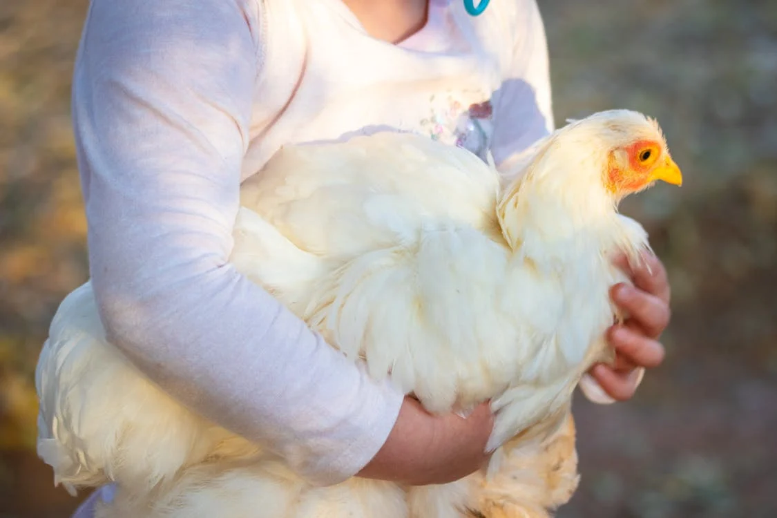 A person carrying a white chicken