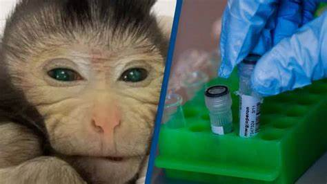 Punnett's Square: First live birth of a chimeric monkey using embryonic ...