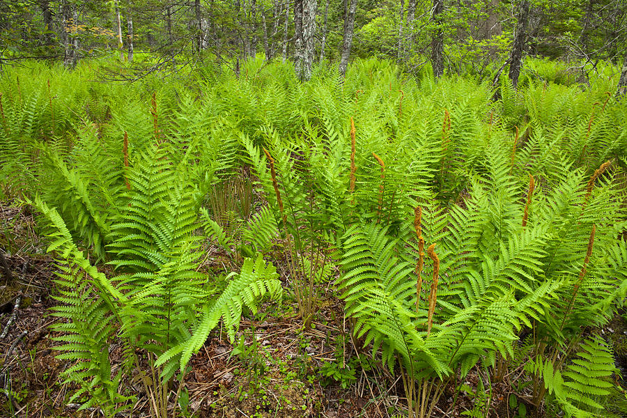 Meadow Fern (Thelypteris palustris)
