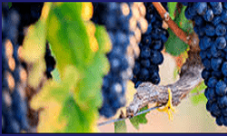 Ikaria Lean Belly Juice Ingredients Resveratrol