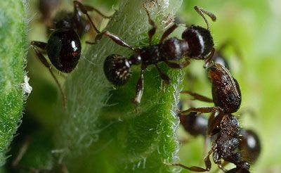 Pavement ants