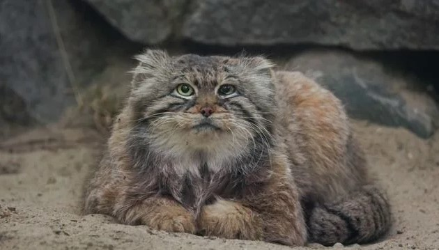 Zelenogorsk the Pallas’s cat is chilling on his tail.thi - KittyKittene