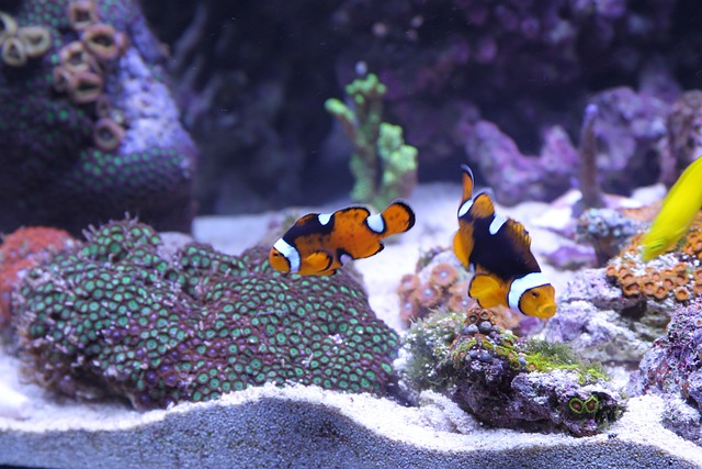 clown fish in a saltwater fish tank aquarium