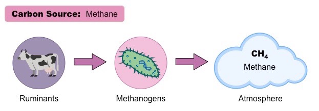 Methane | BioNinja