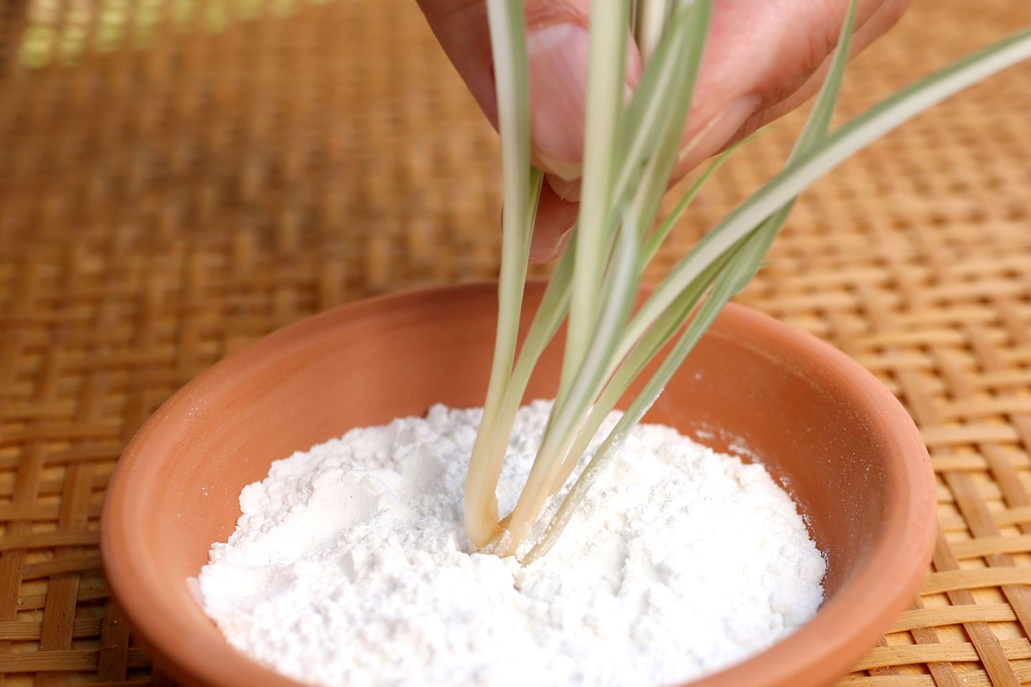 Rooting Hormones