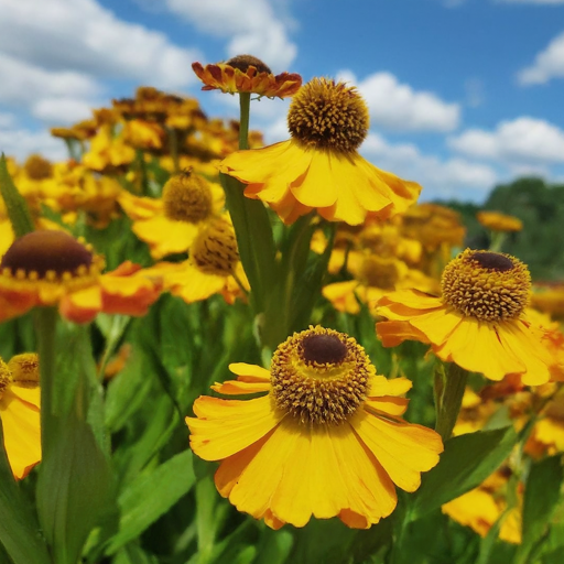 Selecting the Perfect Spot: Sunshine and Soil Secrets for Thriving Helenium (Smooth)