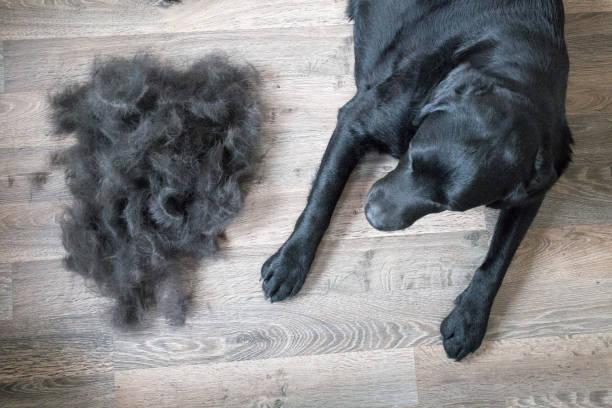 How to Control Dog Shedding