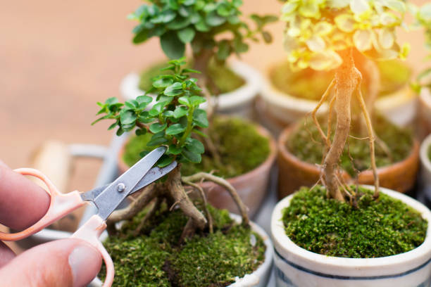 bonsai plant benefits