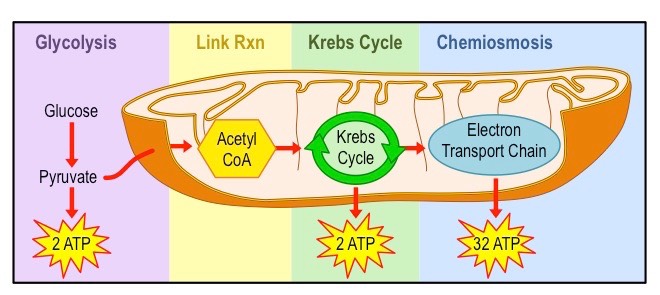 aerobic summary