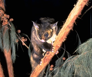 Gliding possums | NSW Environment and Heritage