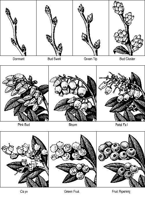 Blueberry Growth Stages