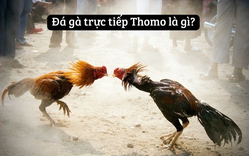 Đá gà trực tiếp Thomo là gì?