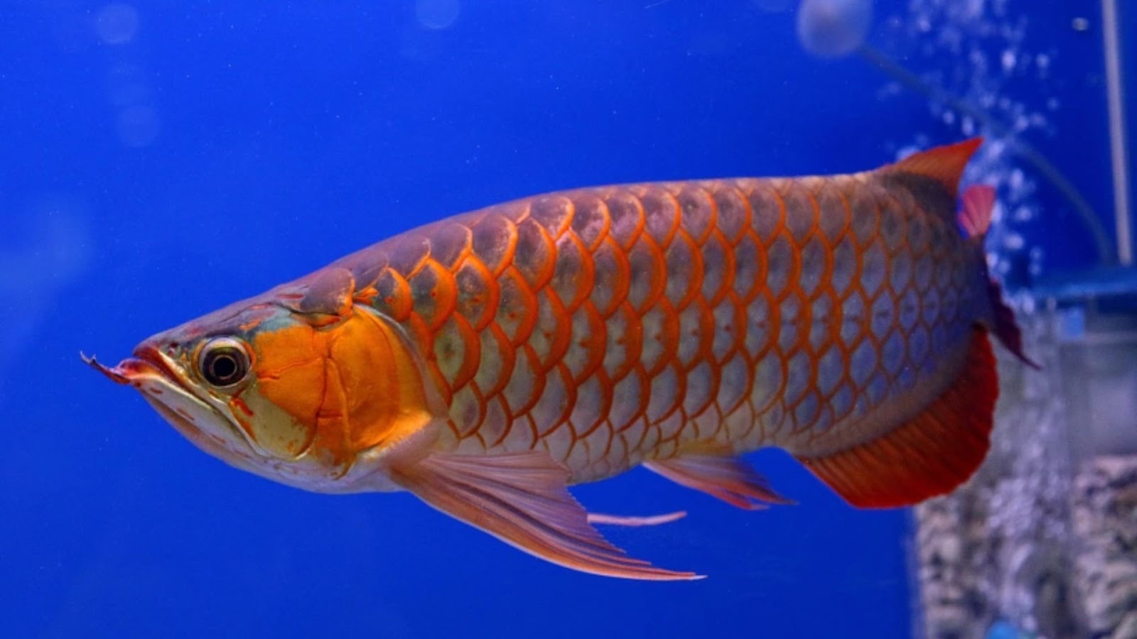 Lucky fish for the aquarium: Arowana.