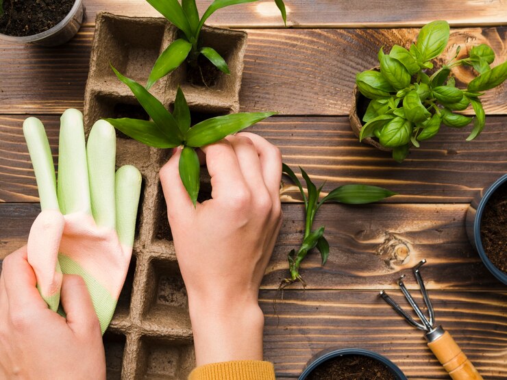 Propagation Techniques for Alocasia Kuching Mask