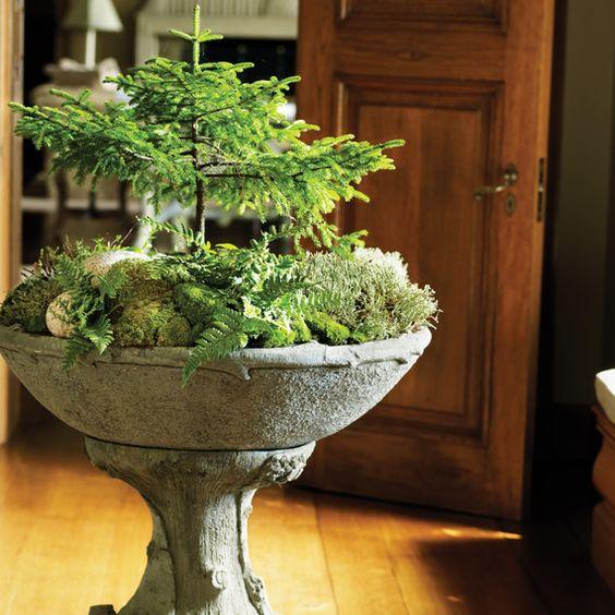 Ferns in Cement Containers