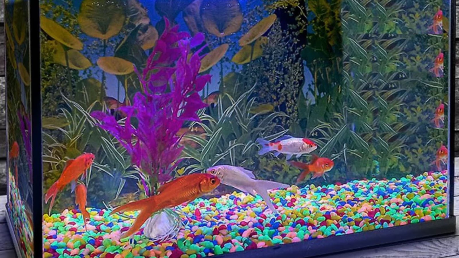 Lucky fish for aquarium decor items: Colored Pebbles.