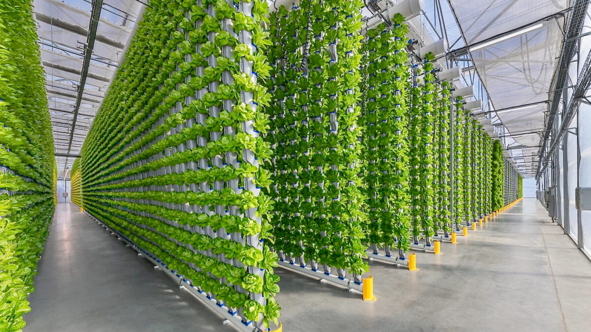 A hallway of vertical growing systems with leafy greens