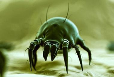 House Dust Mite | Pest Information & Prevention Tips