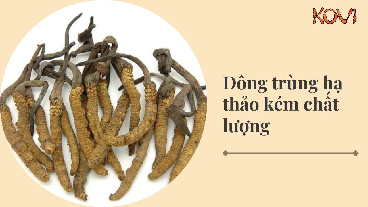 Đông trùng hạ thảo kém chất lượng