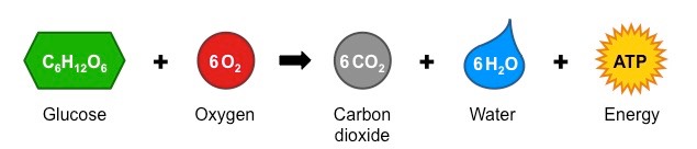 respiration equation