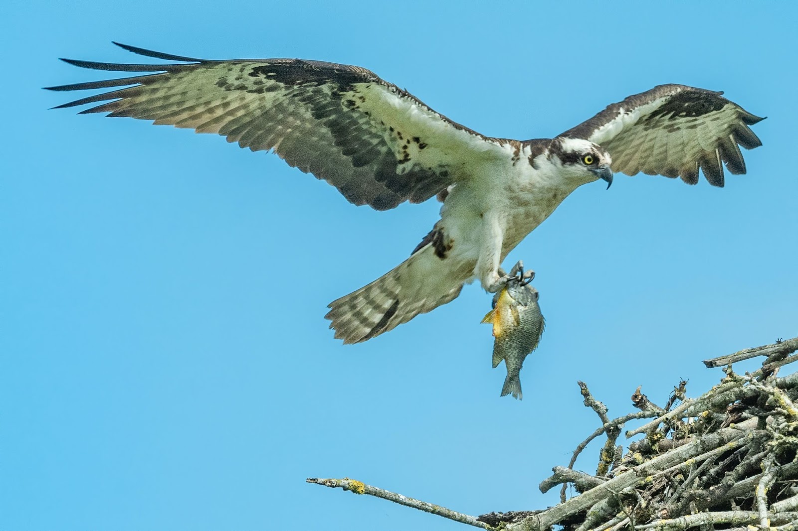 an osprey carrying a fish into a nest, against a blue sky