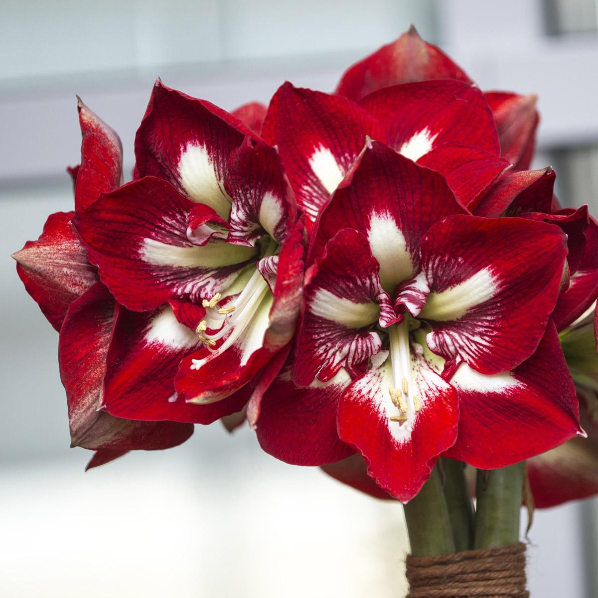 Afbeelding met plant, bloem, bloemblaadje, rood
Automatisch gegenereerde beschrijving
