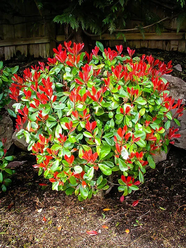 Red-tipped Photinia (Photinia fraseri 'Red Robin')