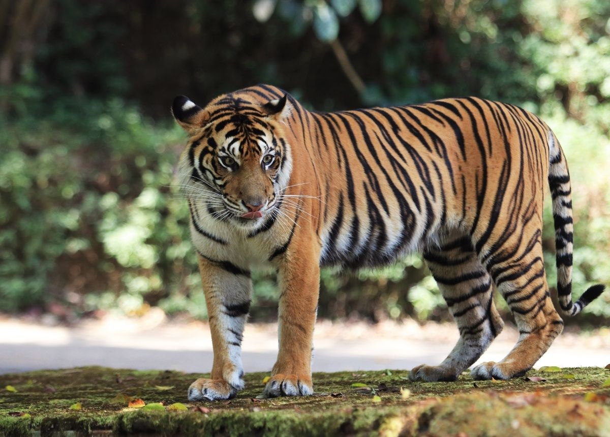 how much does a tiger weigh