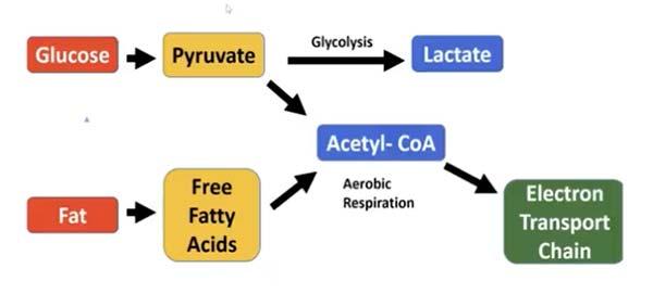 glucose metabolism 101