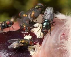 Closeup photo of a blow fly feeding on a dead animal carcass