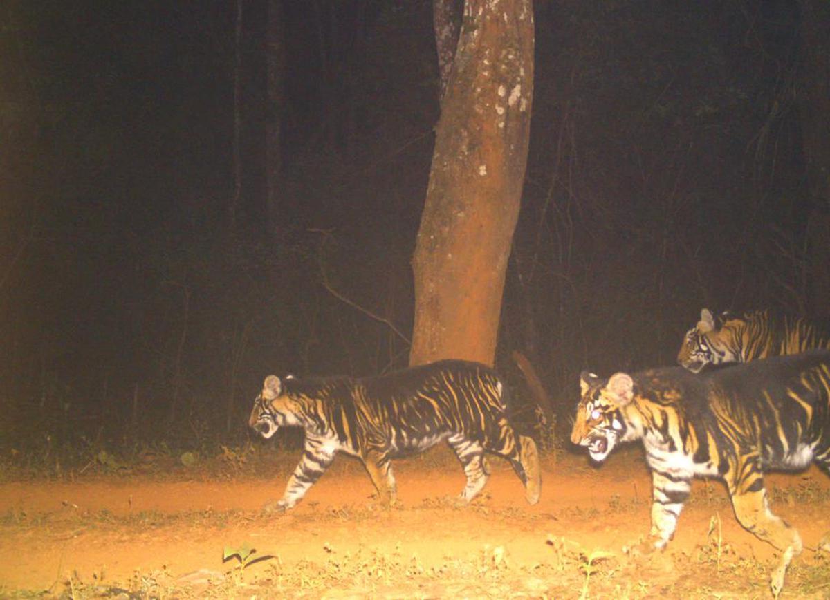 World's First Melanistic Tiger Safari in Odisha