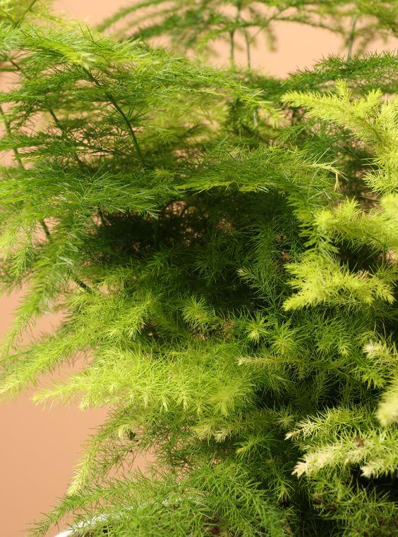 Plumosa Fern