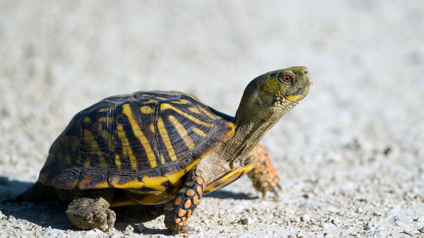 Why Turtles Are Slow