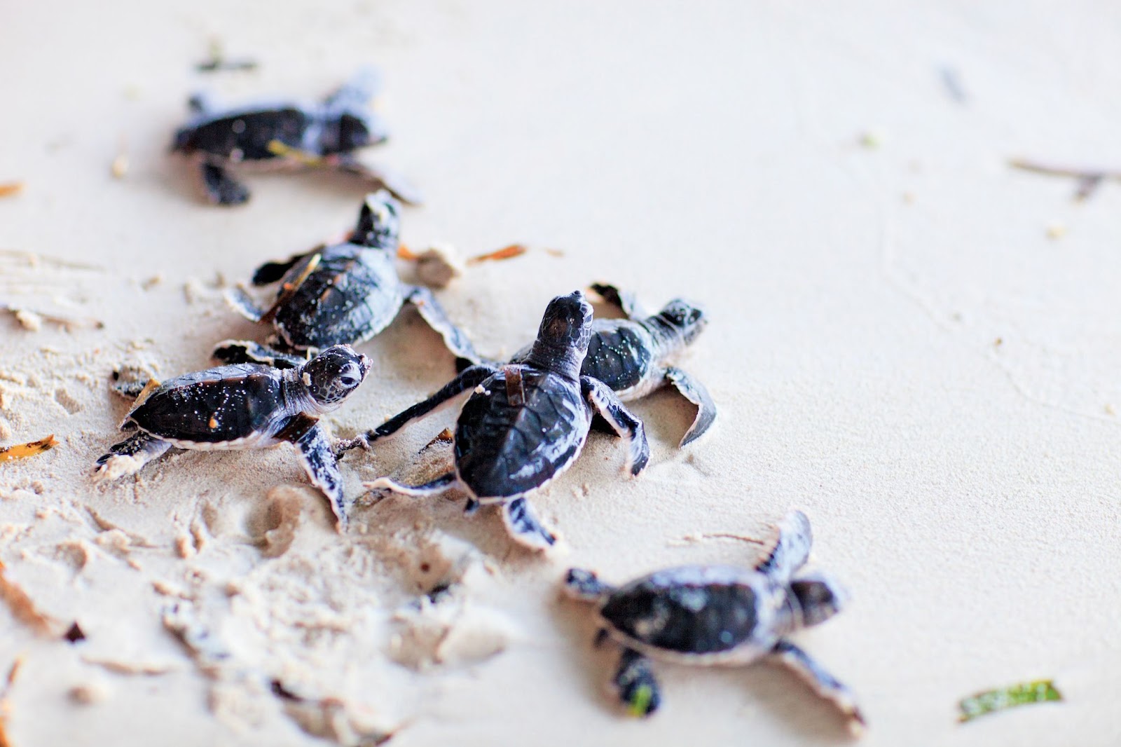 Turtles hatching at Wa Ale Resort