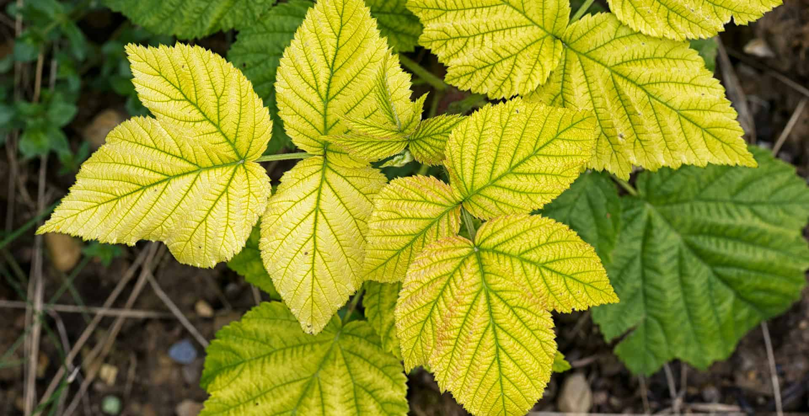 What causes iron deficiency in plants