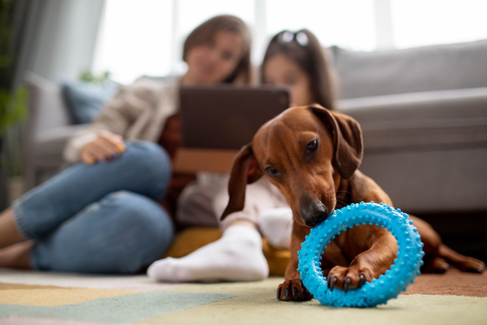 A cute little dog is playing with a toy. Two people are sitting behind him