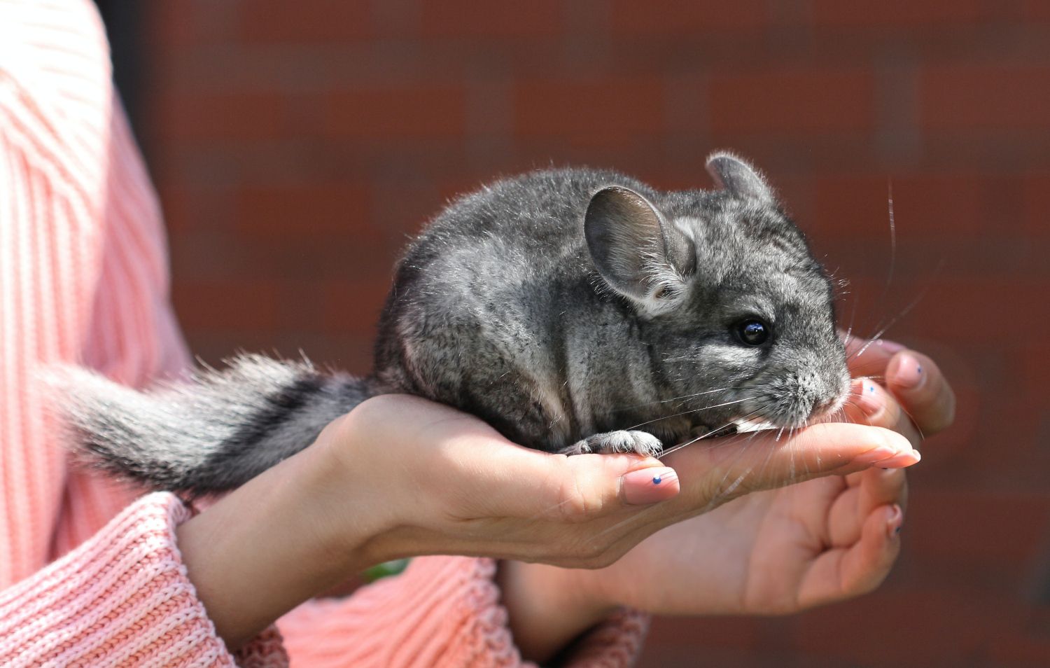 Signs Your Chinchilla Likes You