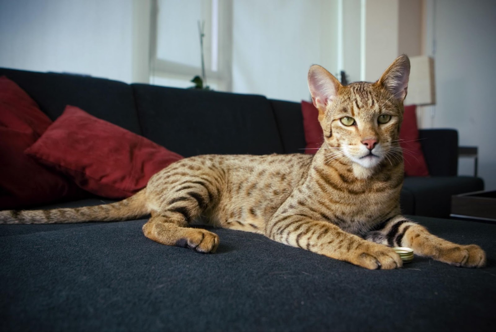 What Do Savannah Cats Eat