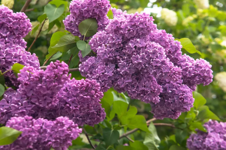Lilac (Syringa vulgaris)
