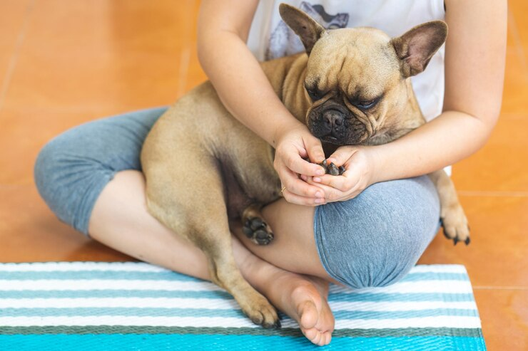 Ways To Comfort A Dog In Pain