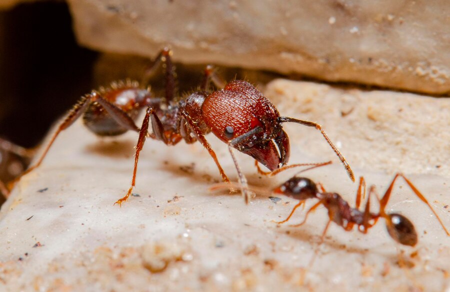 Big headed ant picture