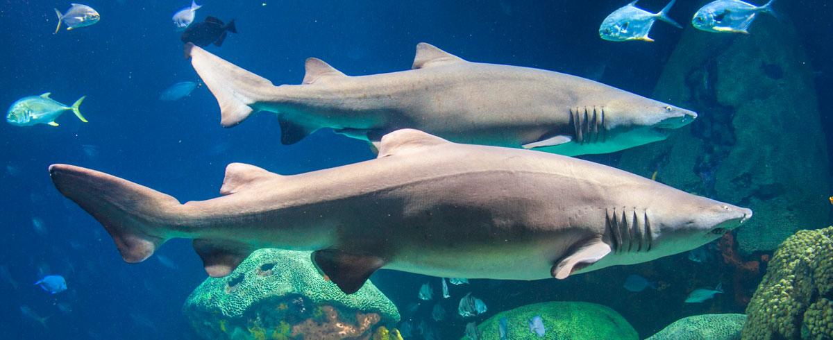 Image result for sand tiger shark